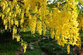 03 Sembrano festoni gialli